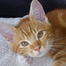 Blanding af racer Vimse (Halv Maine Coon)