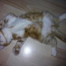 Blanding af racer Vimse (Halv Maine Coon)