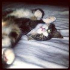 Blanding af racer liam