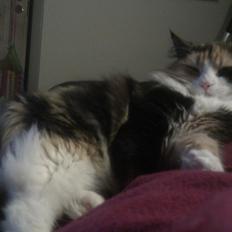 Blanding af racer Saga