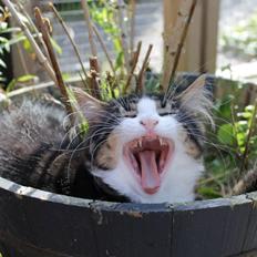 Blanding af racer liam