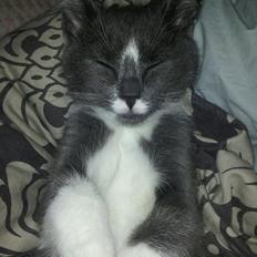 Blanding af racer Buller