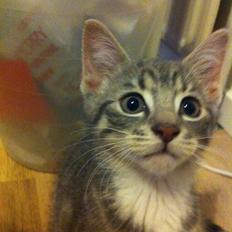 Blanding af racer Sofus