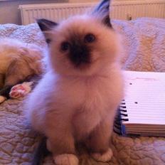 Hellig Birma DK Wainø's Disney