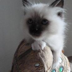 Hellig Birma DK Wainø's Disney