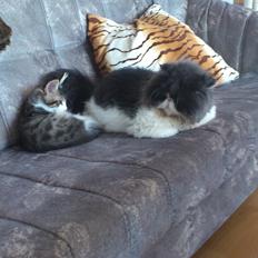 Maine Coon Tukenjas wonderboy