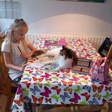 Maine Coon Hoberg´s Amelie