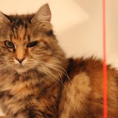 Blanding af racer R.I.P. Knirke