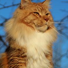 Maine Coon DK Proud Danish Preciouse One