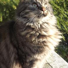 Blanding af racer Ruby