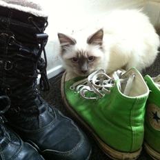 Hellig Birma DK Kernehuset's Blue Bonita(Solgt)