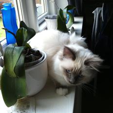 Hellig Birma DK Kernehuset's Blue Bonita(Solgt)