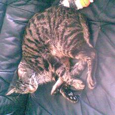 Blanding af racer Fie