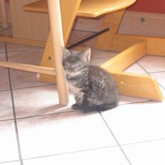 Blanding af racer Fie