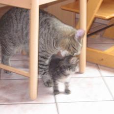 Blanding af racer Fie