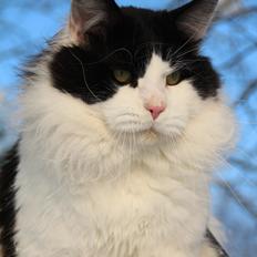 Maine Coon DK Proud Danish Sir Henry Morgan PP