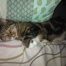 Huskat Princess Plet