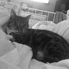 Huskat Princess Plet