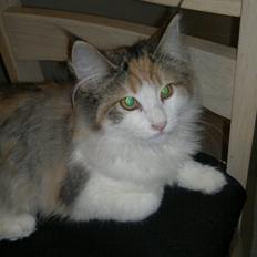 Norsk Skovkat Høgerstedets Nulle