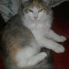 Norsk Skovkat Høgerstedets Nulle