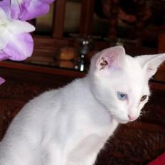 Khao Manee Khao Manee