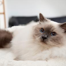 Hellig Birma Licarini's Blue O'Malley