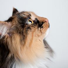 Blanding af racer Norsk skov kat Malou
