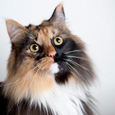 Blanding af racer Norsk skov kat Malou