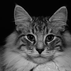 Norsk Skovkat DK Zalethco´s Xavi