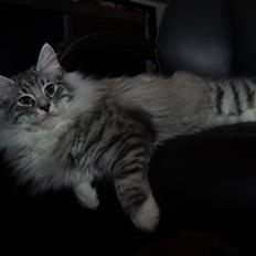 Norsk Skovkat DK Zalethco´s Xavi