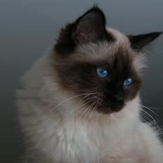 Hellig Birma Ferdinan