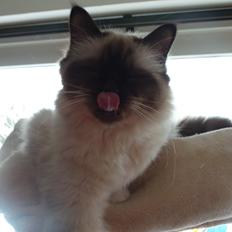 Hellig Birma Ferdinan