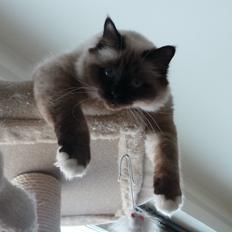 Hellig Birma Ferdinan