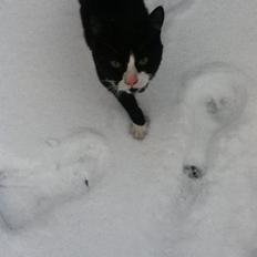 Blanding af racer Tarzan 