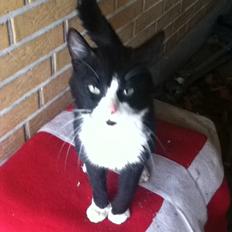 Blanding af racer Tarzan 