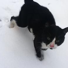 Blanding af racer Tarzan 