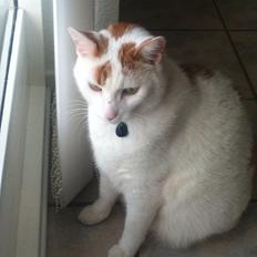 Blanding af racer Plys