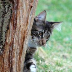 Maine Coon DK Red Line´s Fleetwood Mac