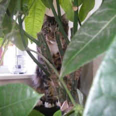 Maine Coon DK Red Line´s Fleetwood Mac