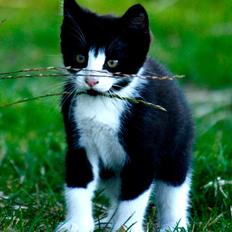 Blanding af racer BAMSE