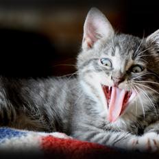 Blanding af racer SIMBA<3 *Sov sødt:-'(*