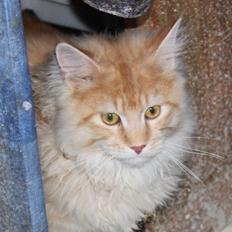 Maine Coon Felix *Sov sødt*