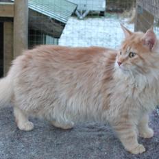 Maine Coon Felix *Sov sødt*