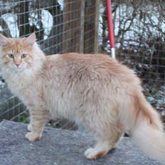 Maine Coon Felix *Sov sødt*