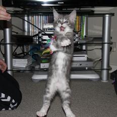 Blanding af racer Lille Miv (Halv Maine Coon)