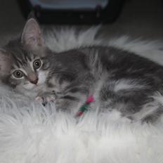 Blanding af racer Lille Miv (Halv Maine Coon)