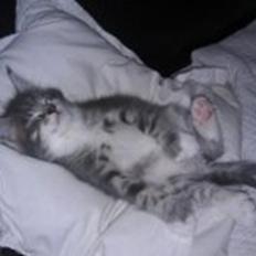 Blanding af racer Lille Miv (Halv Maine Coon)