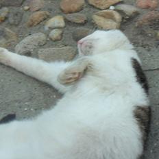 Huskat R.I.P. Prins Mikal