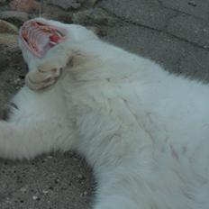 Huskat R.I.P. Prins Mikal