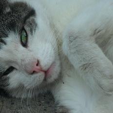 Huskat R.I.P. Prins Mikal